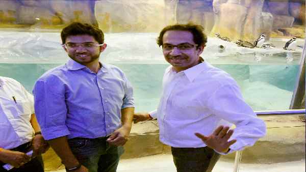 2017 से मुंबई जू में हैं पेंगुइन