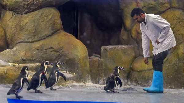 'पेंगुइन देखकर लोगों को मजा आता है, राजनीति न हो'