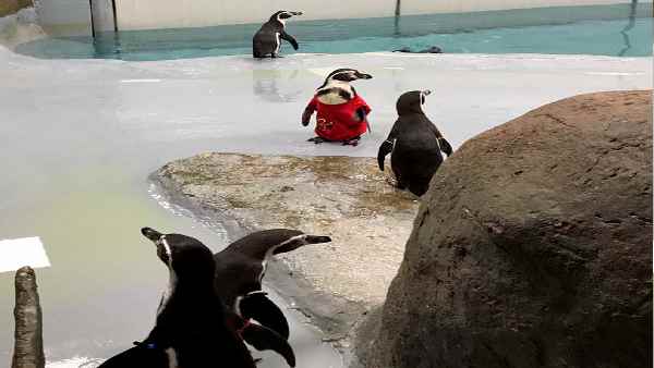 पेंगुइन के चलते कमाई बढ़ी है- बीएमसी