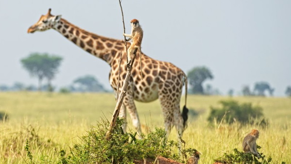 जिराफ की सवारी करता बंदर