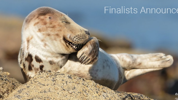 कॉमेडी वाइल्डलाइफ फोटो अवार्ड्स की लिस्ट जारी