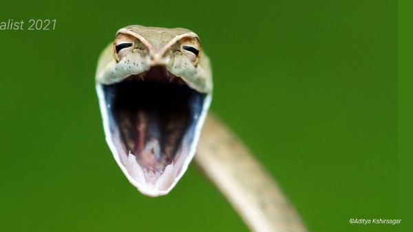 सांप की स्माइल ने लूटा सबका दिल