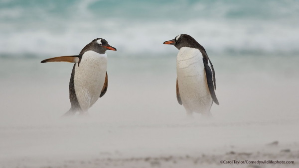 गंभीर चर्चा करते पेंगुइन