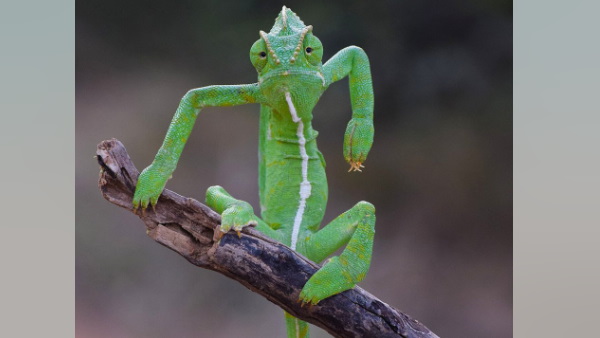 फोटो के लिए गिरगिट ने दिया पोज