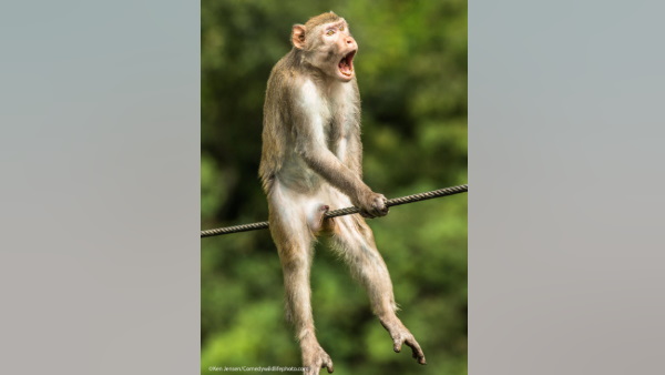 बंदर की निकली चीख!