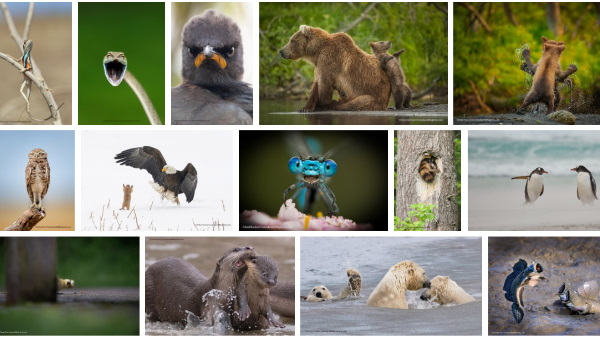 कॉमेडी वाइल्डलाइफ फोटो अवार्ड्स की लिस्ट जारी