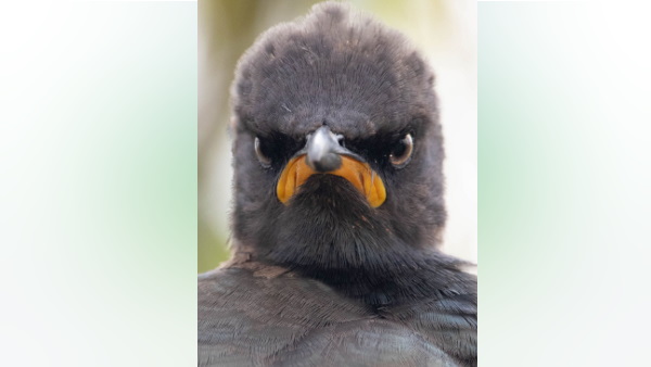 एंग्री बर्ड