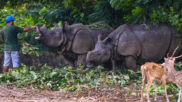 गैंडों के सींग की क्यों रहती है डिमांड ?