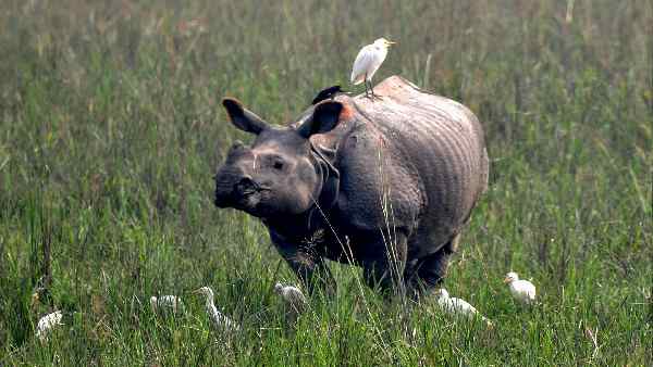 क्या गैंडों के सींग को जलाना सही है ?