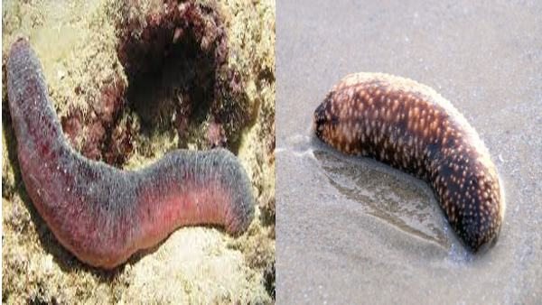 दवाइयों से लेकर खाने तक में इस्तेमाल 