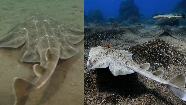 इंग्लैंड के तट पर मिली दुर्लभ प्रजाति