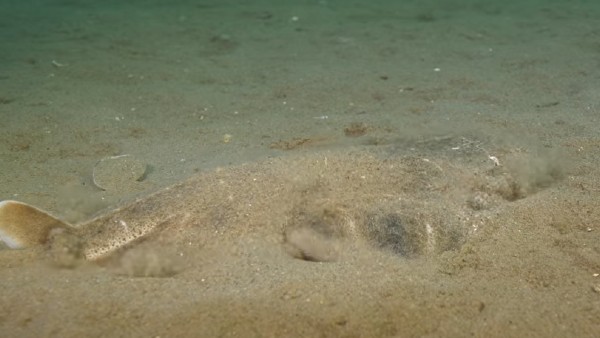 रेत से खुद को ढका