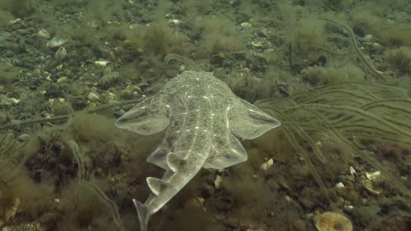 रेड लिस्ट में है शामिल