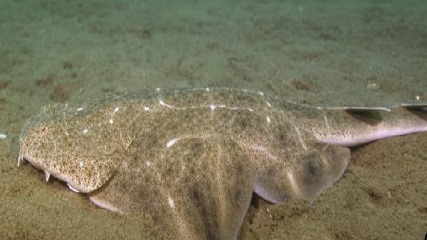 रंग से मिलता है फायदा