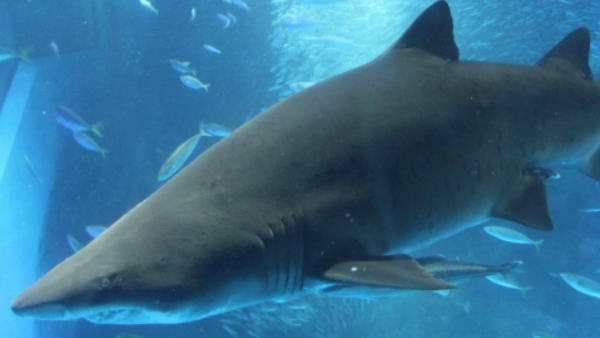 लोग बता रहे ईश्वर का रूप