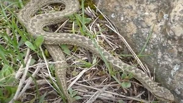 सांप कम जहरीला, लेकिन वार खतरनाक सांप कम जहरीला, लेकिन वार खतरनाक