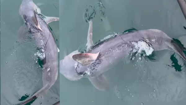 मछली को पकड़ने के लिए शख्‍स ने लड़ी लंबी लड़ाई 