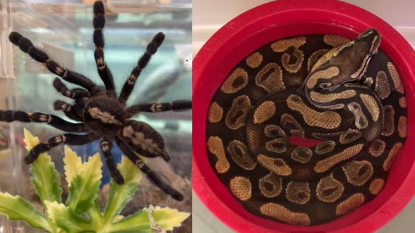 जानवरों को मरने के लिए छोड़कर भागा किराएदार