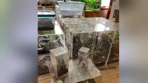 19 में से चार मकड़ियों ने तोड़ा दम