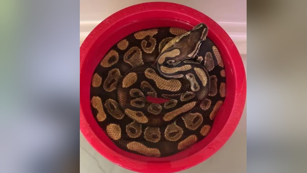 डेसजार्डिन्स ने पोस्ट की तस्वीरें