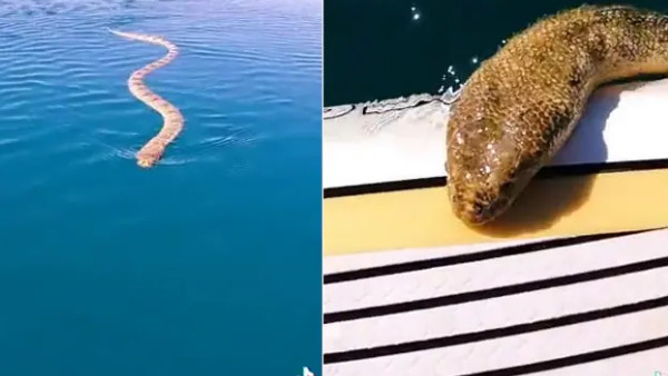 रोमांस के लिए शख्स के पास चला आया समुद्री सांप
