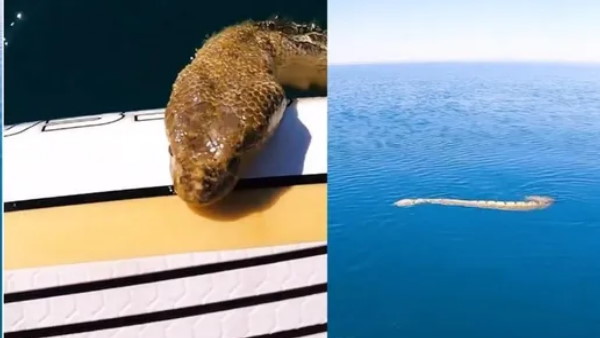 असलियत पता चलते के बाद यू लौटा वापस