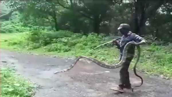 जंगल में छोड़ दिया गया किंग कोबरा