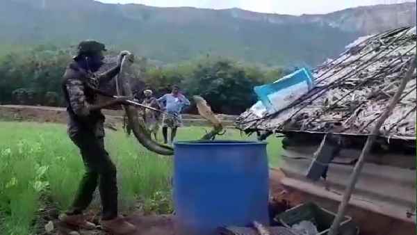 किंग कोबरा ने अचानक दिखाया अपना असली रूप