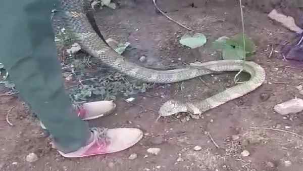 सांप पकड़ने वाले ने किसी तरह से खुद को संभाला