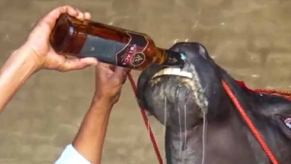 शराब का था शौकीन, लेता था हैवी डाइट