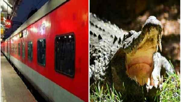 मगरमच्छ को बचाने के लिए करीब आधे घंटे रुकी राजधानी एक्सप्रेस मगरमच्छ को बचाने के लिए करीब आधे घंटे रुकी राजधानी एक्सप्रेस