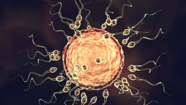 महिला ने ऑनलाइन ऑर्डर किया स्पर्म महिला ने ऑनलाइन ऑर्डर किया स्पर्म