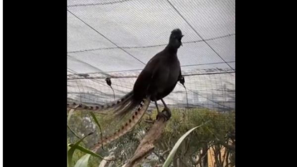 बच्चे की तरफ रोने की आवाज