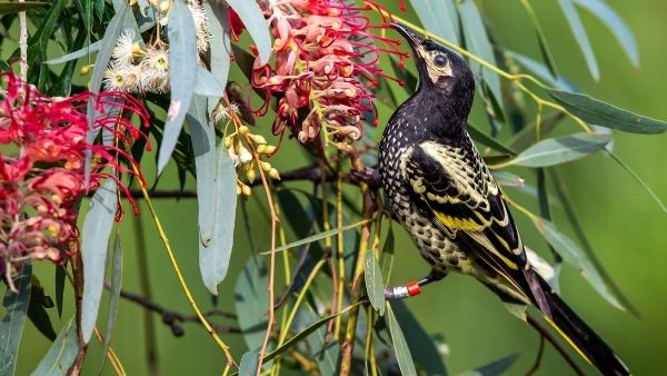 गाना गाने में भी सक्षम है पक्षी