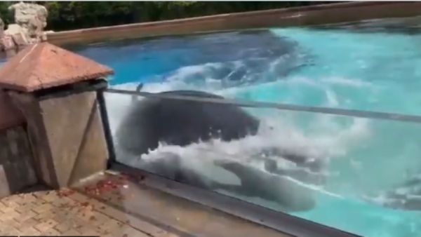 टैंक से सिर पटकती व्हेल मछली