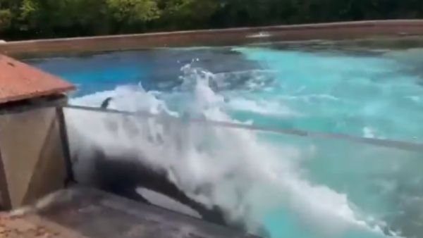 दुनिया की सबसे अकेली व्हेल मछली