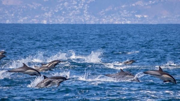 मछली की मौत का डर