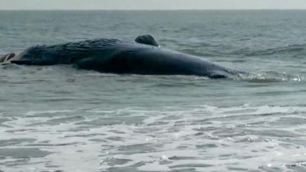 कैसी होती है किलर व्हेल मछली