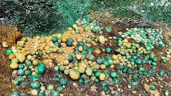 जिन रहने की अफवाह