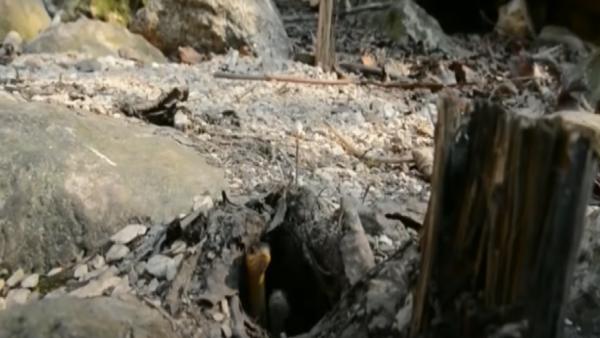 अंदर से लिए सैंपल