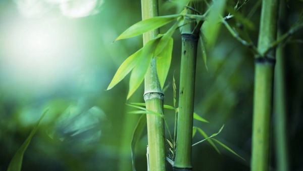 World Bamboo Day World Bamboo Day