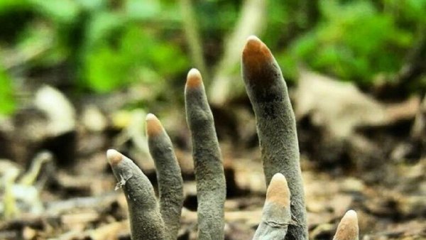 भूतिया फिल्मों जैसी उंगलियां