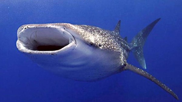 व्हेल की अपनी विशेष भाषा!