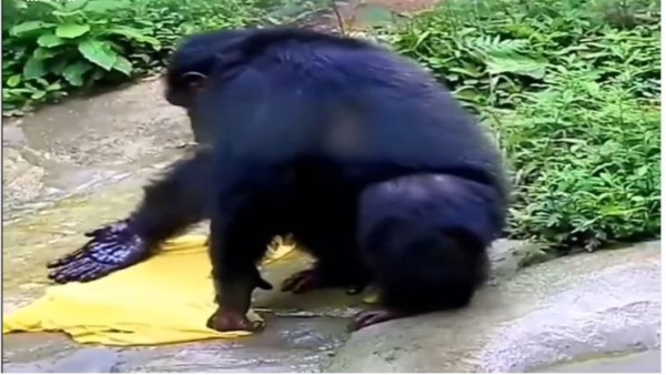 देसी स्टाइल में चिंपैंजी ने धोए कपड़े देसी स्टाइल में चिंपैंजी ने धोए कपड़े