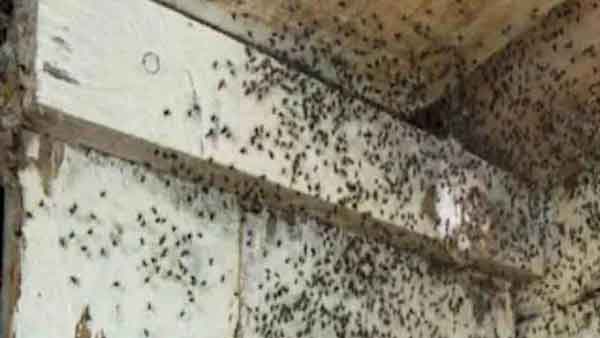 इस मकड़ी ने बदल दी गिल की जिंदगी