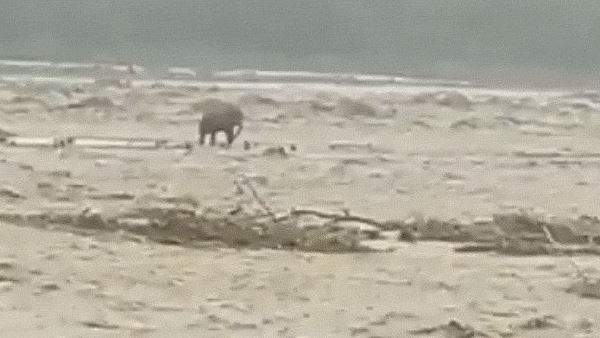 नदी की बाढ़ में फंसा हाथी