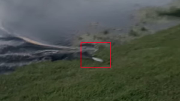 VIDEO बेहद ही डरावना है