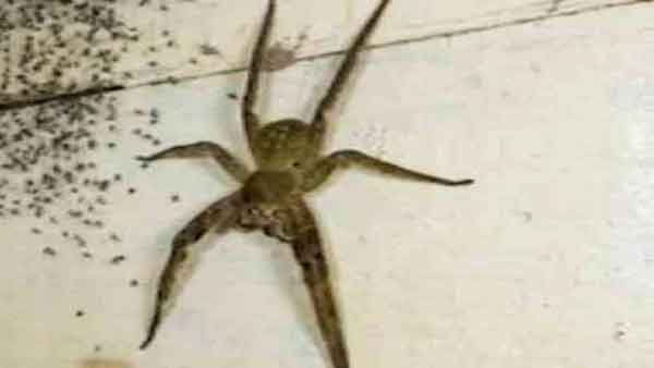 सेकेंड भर में हो सकती है मौत