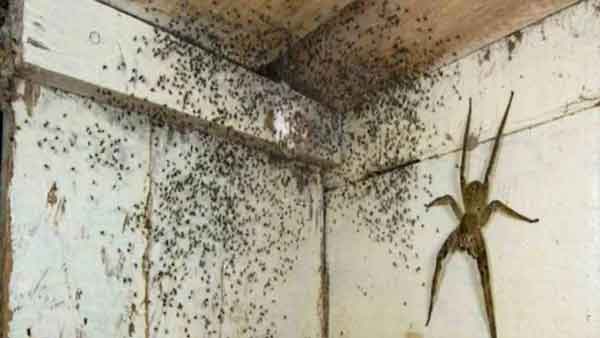 पलंग के नीचे 100 से अधिक स्पाइडर का था बसेरा