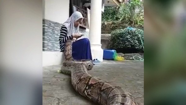 लड़की को निगल सकता था सांप